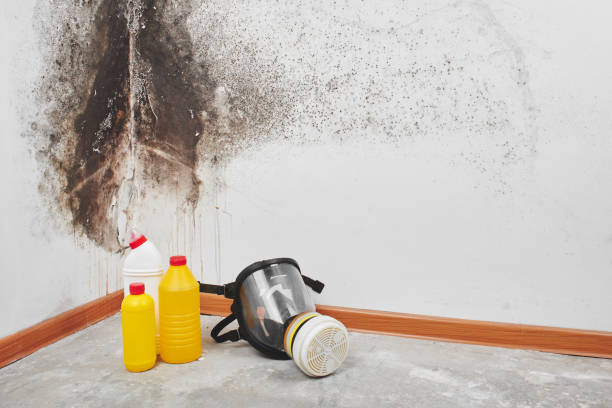 Reliable Chesapeake, VA Mold Remediation Solutions