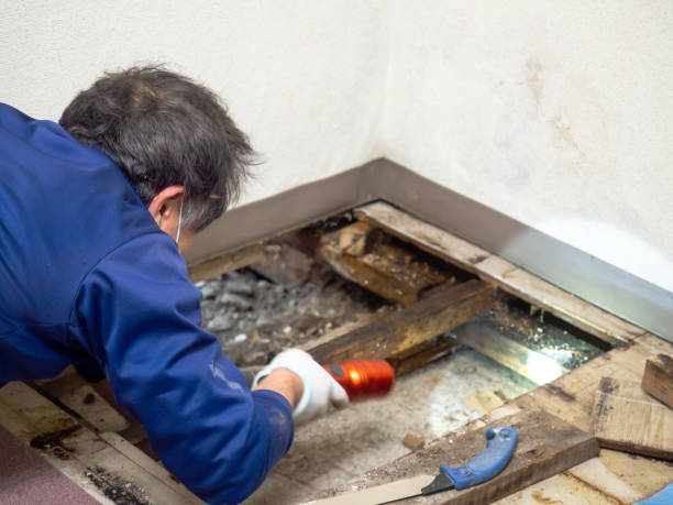 Best HVAC Mold Remediation in Chesapeake, VA