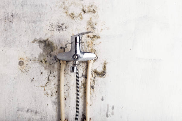Best White Mold Remediation in Chesapeake, VA