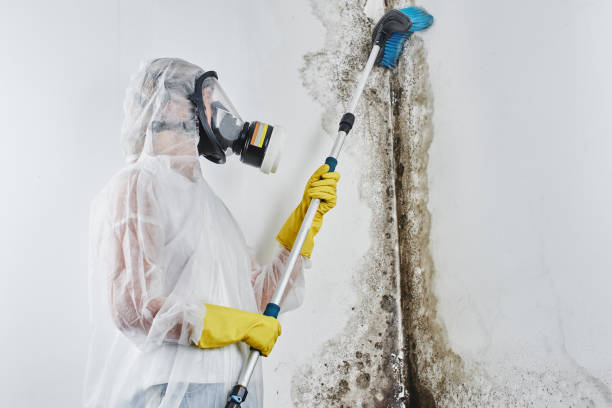 Best Kitchen Mold Remediation in Chesapeake, VA