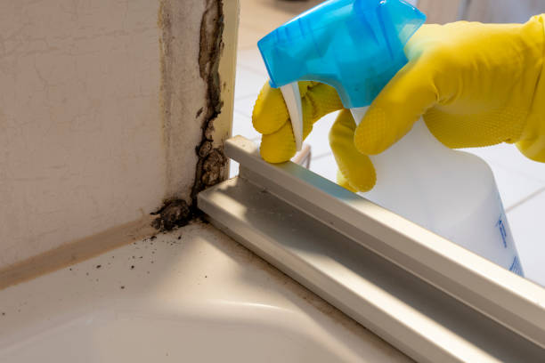Best Residential Mold Remediation in Chesapeake, VA