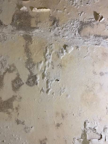 Best Mold Testing and Inspection Services in Chesapeake, VA