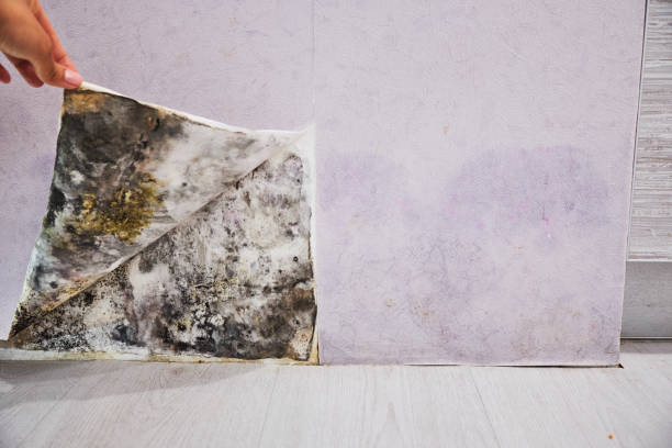Best Residential Mold Remediation in Chesapeake, VA